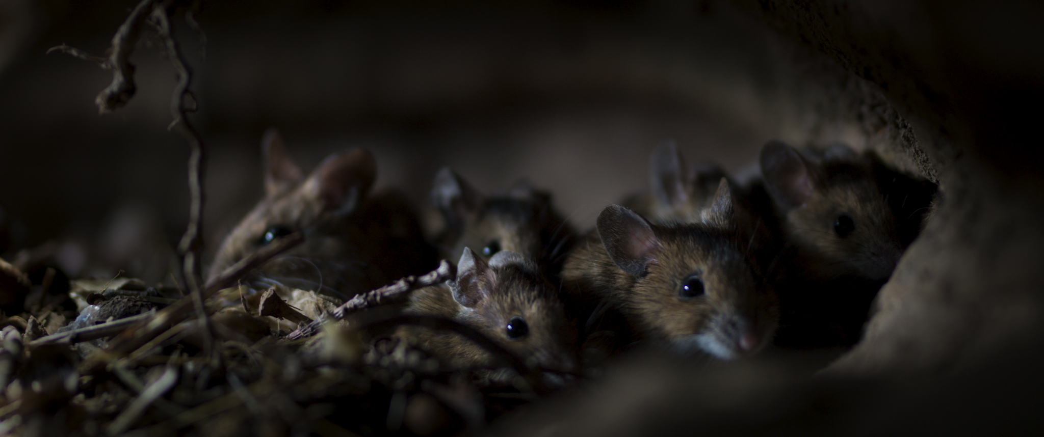 Le Ch&ecirc;ne 6.jpg (729 KB)