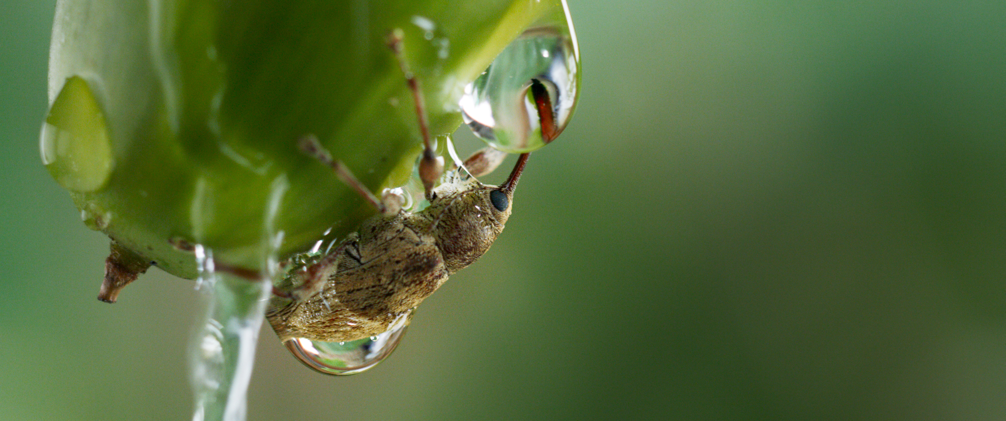 Le Ch&ecirc;ne 7.jpg (1.83 MB)